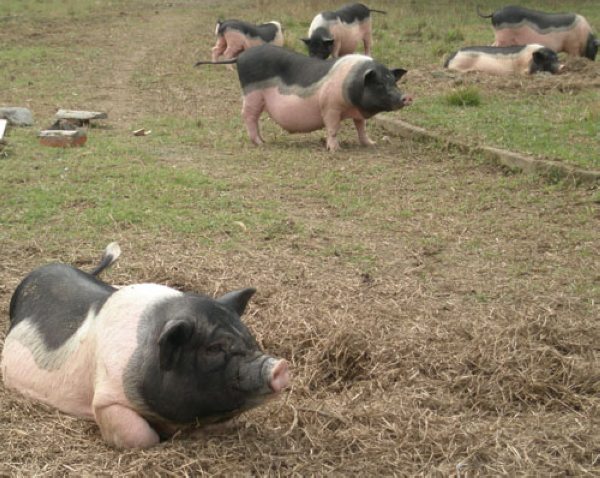 誓把连州"瑶土猪"卖向全国 - 广东瑶土农业有限公司