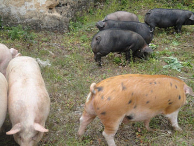 瑶土猪质量为王赢市场百家专卖店遍布珠三角