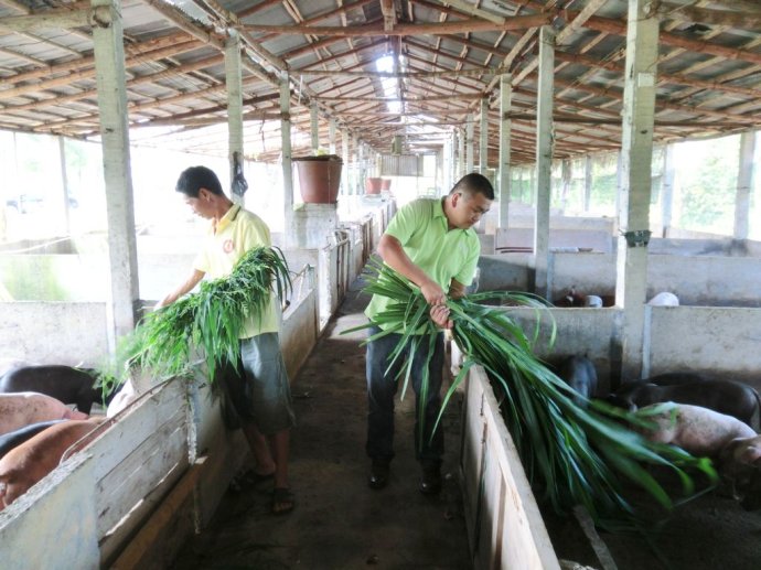 千年传承的瑶土猪